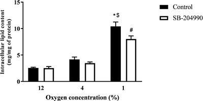 Hypoxia Induces Saturated Fatty Acids Accumulation and Reduces Unsaturated Fatty Acids Independently of Reverse Tricarboxylic Acid Cycle in L6 Myotubes